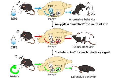 male and female pheromones.